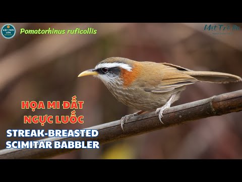 Šabľozob bielohrdlý (Pomatorhinus ruficollis) — spev a hlas v prírode
