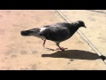Caustic Window Pigeon Street