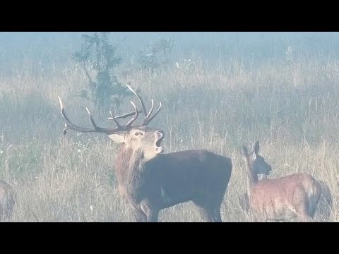 # Hirschbrunft # 2022