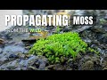 Propagating MOSS Collected from the Wild || How to propagate and find moss - Guide