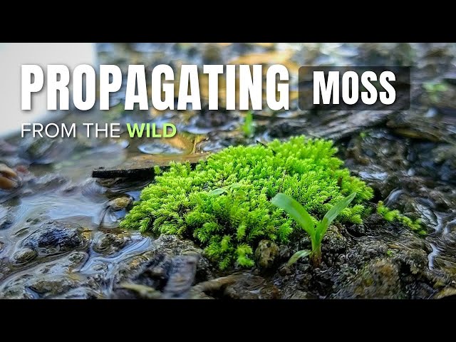 Fern - Thuidium delicatulum