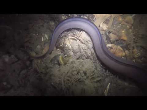 Club de Plongée AMBARES