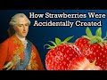 The Unbelievable History Of Strawberries