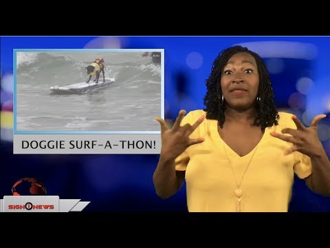Doggie surf-a-thon! (ASL - 9.10.18)