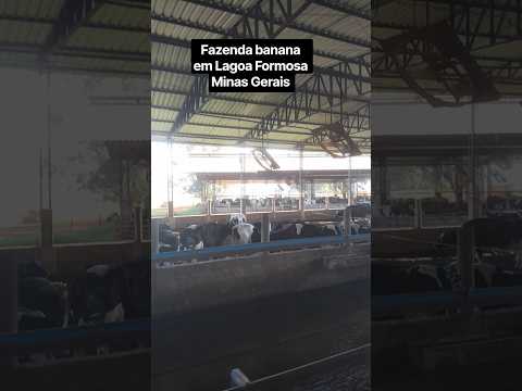 # #sejacriadorcontratado # #agro #5minutecrafts #fazenda #banana em Lagoa Formosa Minas Gerais