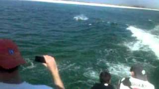 preview picture of video 'Chase-N-Fins Florida Dolphin Cruise Pensacola Beach Florida'
