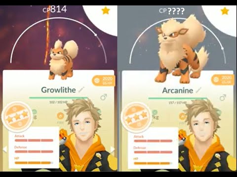 GROWLITHE almost MAX IV evolution into ARCANINE in POKEMON GO !! Trainer Ari
