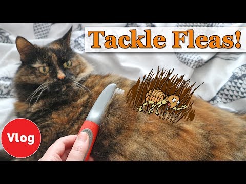 How to Prevent and Treat Your Cat From Fleas | Homemade Flea Repellent Tutorial + COMPETITION!