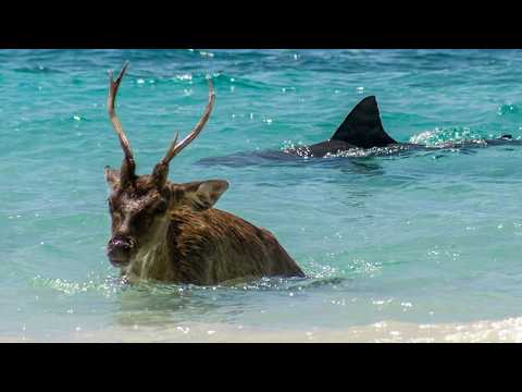 The predators of the seas