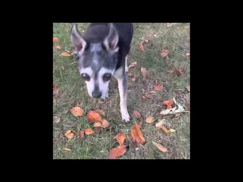 Dog Turns 17 Years Old Today! #happybirthday #short #shortsvideo