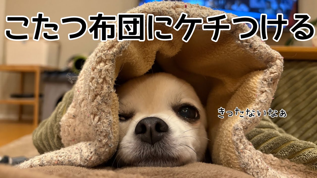 チワワの銀さん　こたつ布団にケチつける