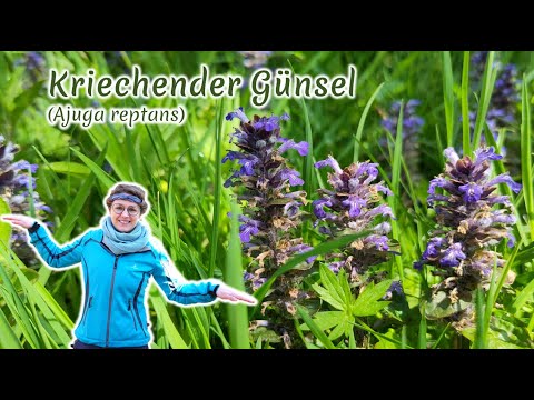 Kriechender Günsel (Ajuga reptans) - Artenporträt: Merkmale | Ökologie | Wissenswertes