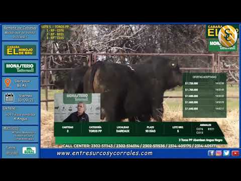 10-09-21 - Remate de Cabaña El Hinojo de Bru - Consignataria Monasterio Tattersall - Daireaux  Bs.As