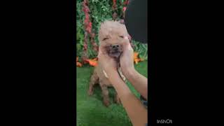 Video preview image #1 Poodle (Miniature) Puppy For Sale in Seattle, WA, USA