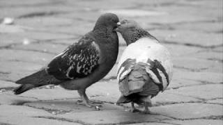 Wet Wet Wet - Love is all around