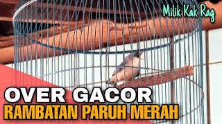 Download lagu Rambatan Paruh Merah Gacor Nya Sampai Over - Suara Jernih mp3 Download lagu Rambatan Paruh Merah Gacor Nya Sampai Over - Suara Jernih mp3