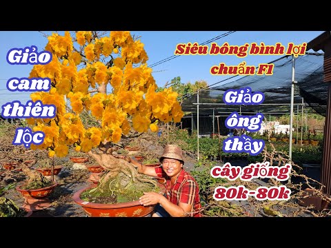 02/02/2026💥Yellow apricot blossoms for Tet 2026 - Super-blooming Binh Loi, Giao Cam Thien Loc, Gi...