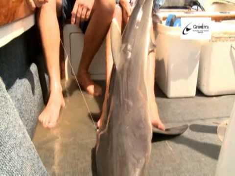 Vertical Jigging Shark caught on Jig & GT(Bite Me Jig)