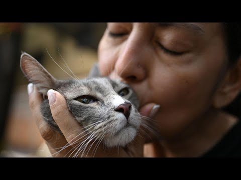 Watch rescue workers save people and pets in the aftermath of Colombia earthquake