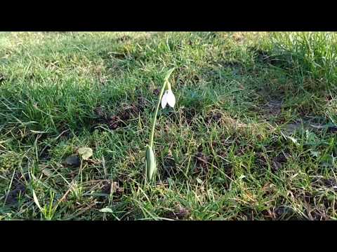 Snödroppe i Kungsbacka. Den 3 Januari 2020. Plus 2 grader