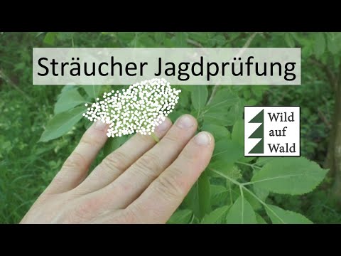 🦌Jagdprüfung WICHTIG: Sträucher als Jäger erkennen. #wildaufwald