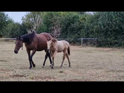 Dun colt foal - Image 2