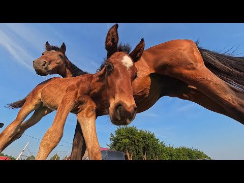 Activitati din exteriorul Centrului de echitatie Decebal Hemeius Bacau