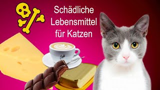 Diese Lebensmittel schaden der Katze - was ist giftig für eine Katze