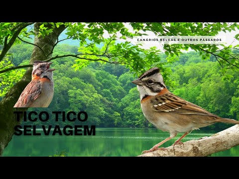 CANTO DO TICO TICO SELVAGEM