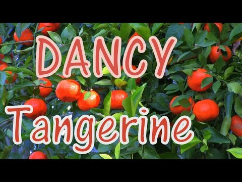 download lagu mp3 mp4 Dancy Tangerine Taste, download lagu Dancy Tangerine Taste gratis, unduh video klip Dancy Tangerine Taste