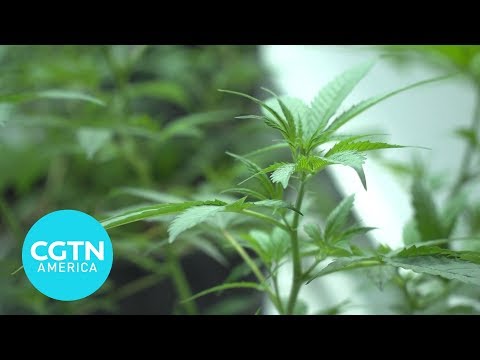 See how a legal marijuana operation works
