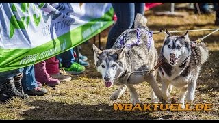 preview picture of video 'Schlittenhunderennen in Wörlitz'