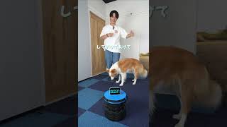 １分で分かるバックアラウンドの教え方 #犬のトリック