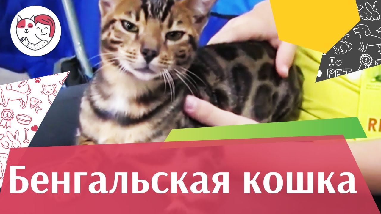 5 особенностей ухода за золотистым ретривером