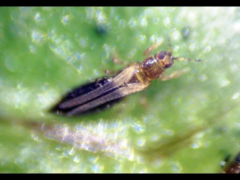 Fotograma del vídeo: Thrips parvispinus, principal plaga del pimiento en el sureste peninsular