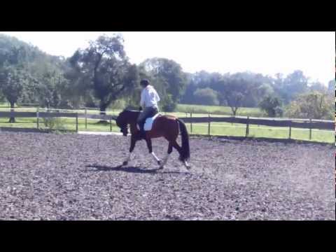 Benito, von Belissimo M, 4-jähriger Wallach (4)