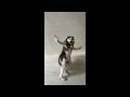 Husky Dance Meme Husky Dance Video Dog Dance Meme Ichu Ichu Song Dog Dance Memes