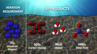 Aerobic Digestion: Learning the chemistry behind the Aerobic Digestion process