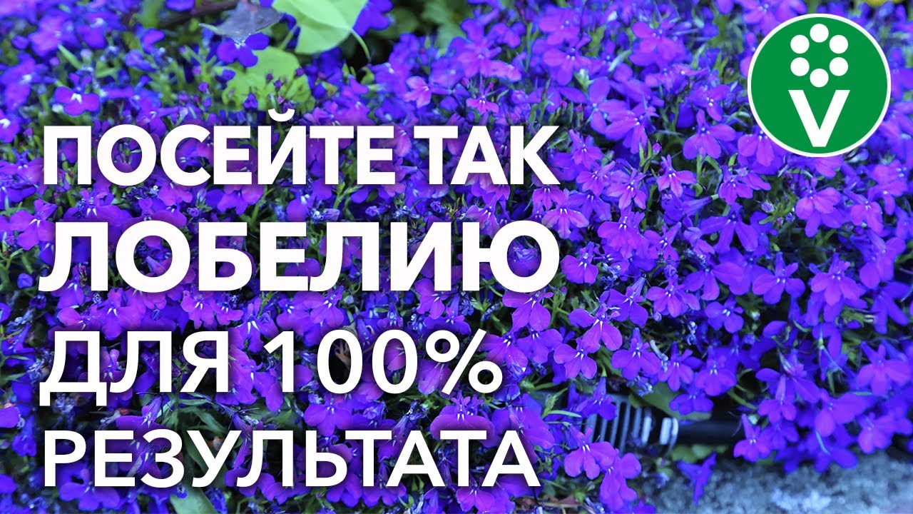 САМЫЙ ПРОСТОЙ СПОСОБ ВЫРАЩИВАНИЯ ЛОБЕЛИИ! Посев семян и уход за сеянцами САМЫЙ ПРОСТОЙ СПОСОБ ВЫРАЩИВАНИЯ ЛОБЕЛИИ! Посев семян и уход за сеянцами