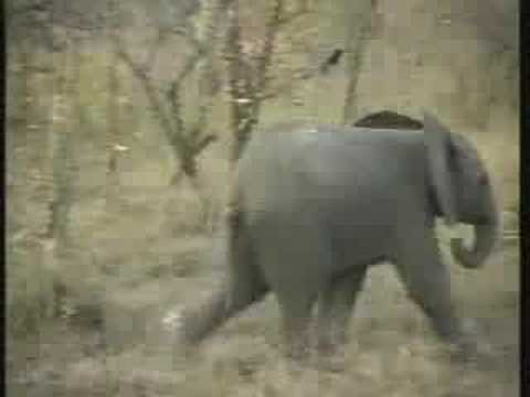 Breeding Herd of Elephant Pt.2  07-03-08  5:26 pm CAT