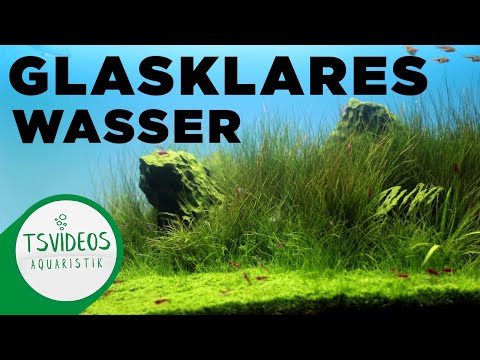 Trübes Wasser im Aquarium? - So bekommst du glasklares Wasser im Aquarium