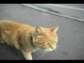 2007 10 10 今日あった猫