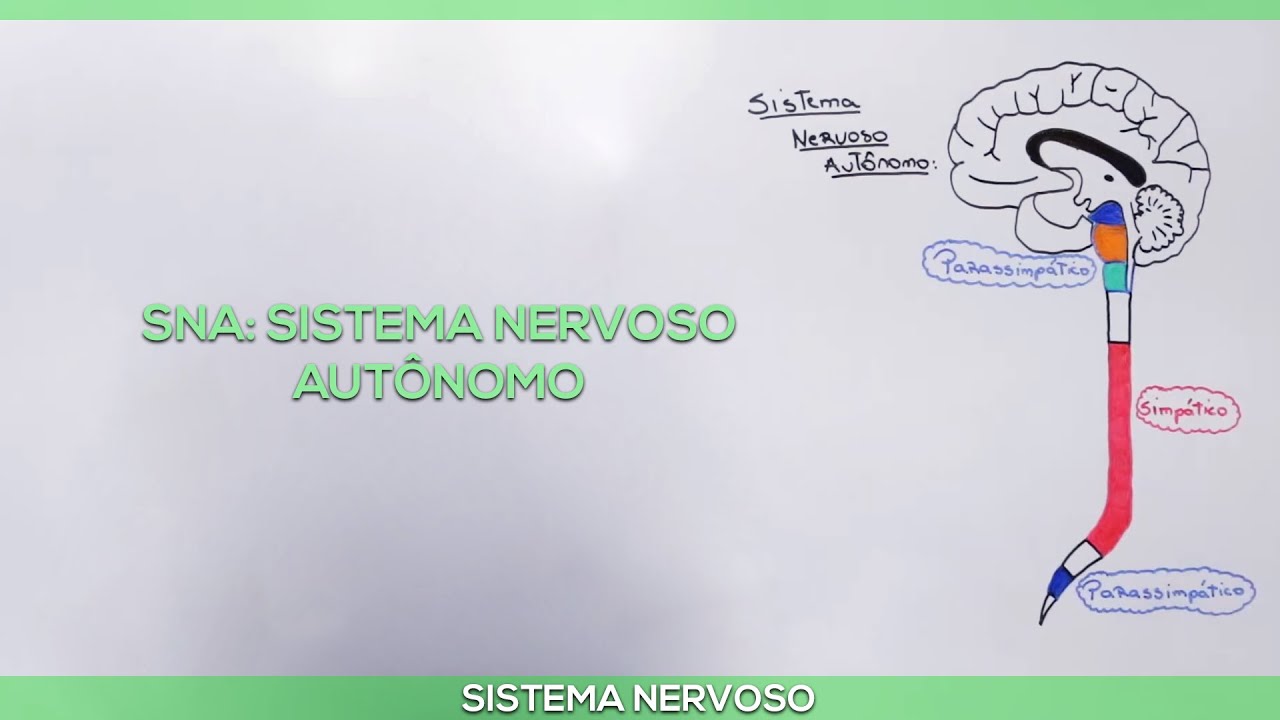 SNA: Sistema Nervoso Autônomo