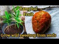 How to grow wild sweetsop(Ramphal Fruit) from seeds|रामफल का पौधा बीज से घरपे 