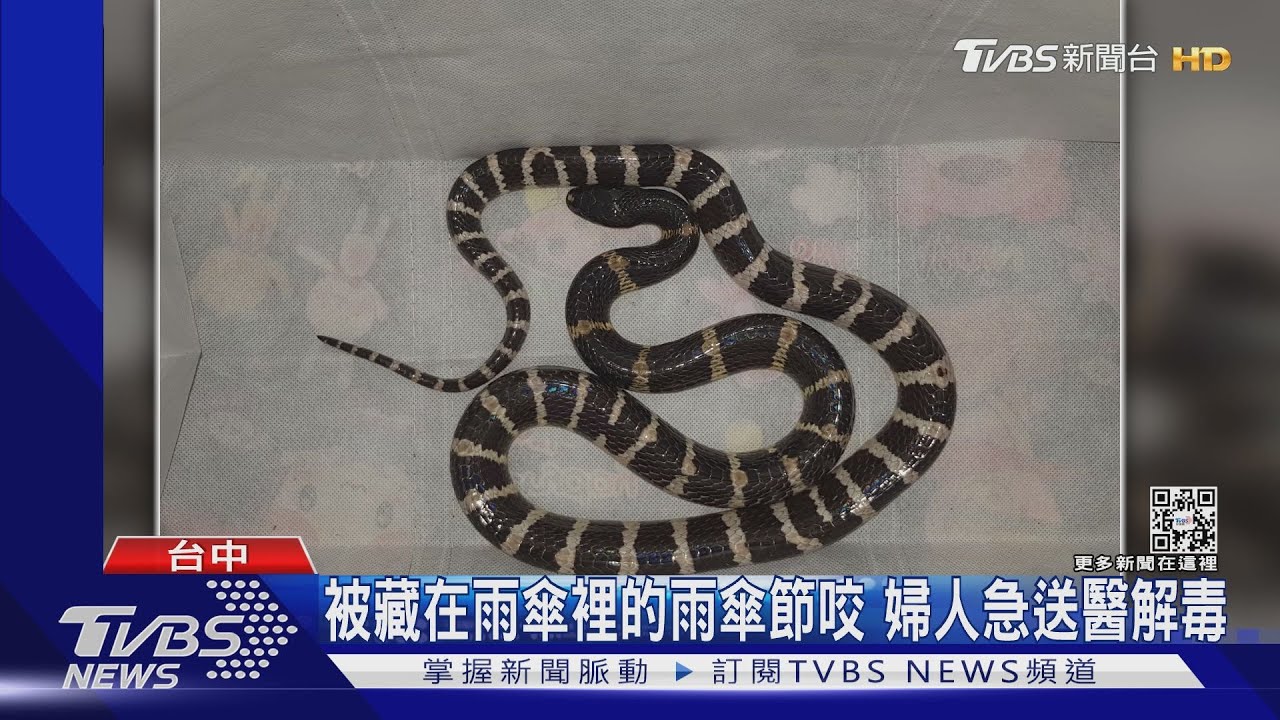 被藏在雨傘裡的雨傘節咬 婦人急送醫解毒