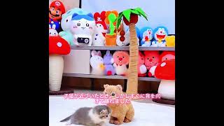 これは世界で一番かわいい子猫です#animals #犬動画 #わんこ #いぬすたぐらむ #犬のいる暮らし #賢い犬 #忠犬 #感動犬