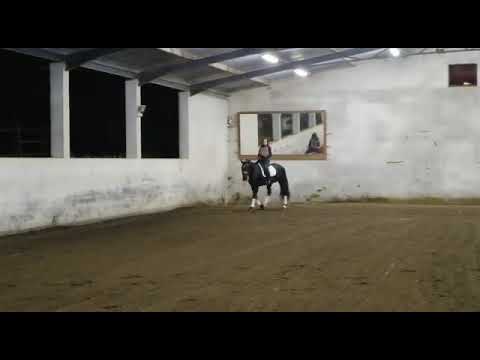 [Lusitanus Horse For Sale] PIRO FREE Gorgeous black lusitano 9 y.o 1.68m, son r.r 4* ZIMBRO