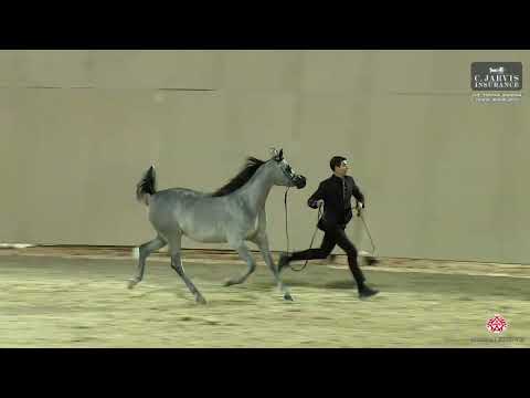 N 79 BINT KHASHAB   The Turfah Arabian Horse Show 2023   Fillies 2 Years Old Class 2B