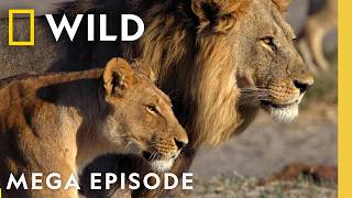 Download lagu Proving Your Worth in the Wild | Savage Kingdom MEGA Episode | Nat Geo Animals mp3 Download lagu Proving Your Worth in the Wild | Savage Kingdom MEGA Episode | Nat Geo Animals mp3