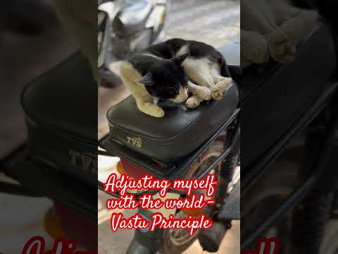 Let me teach you to live in little space #catskill #happycat #lazycatday #cat #cute #catlover